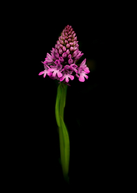 Pyramidal Orchid