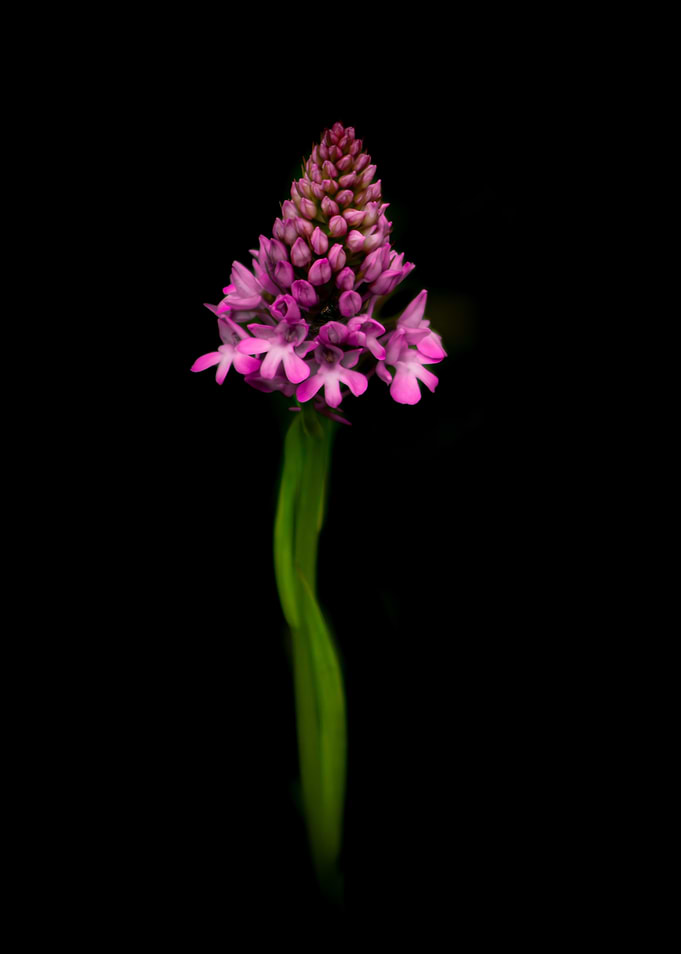 Pyramidal Orchid