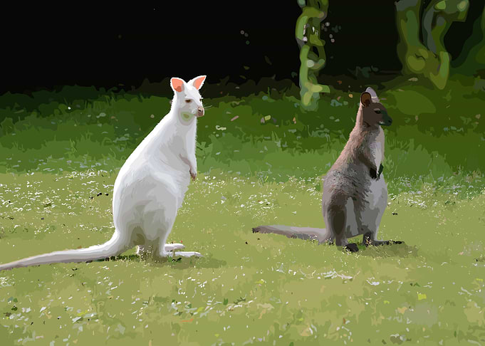 Two Kangaroos in a Grassy Field
