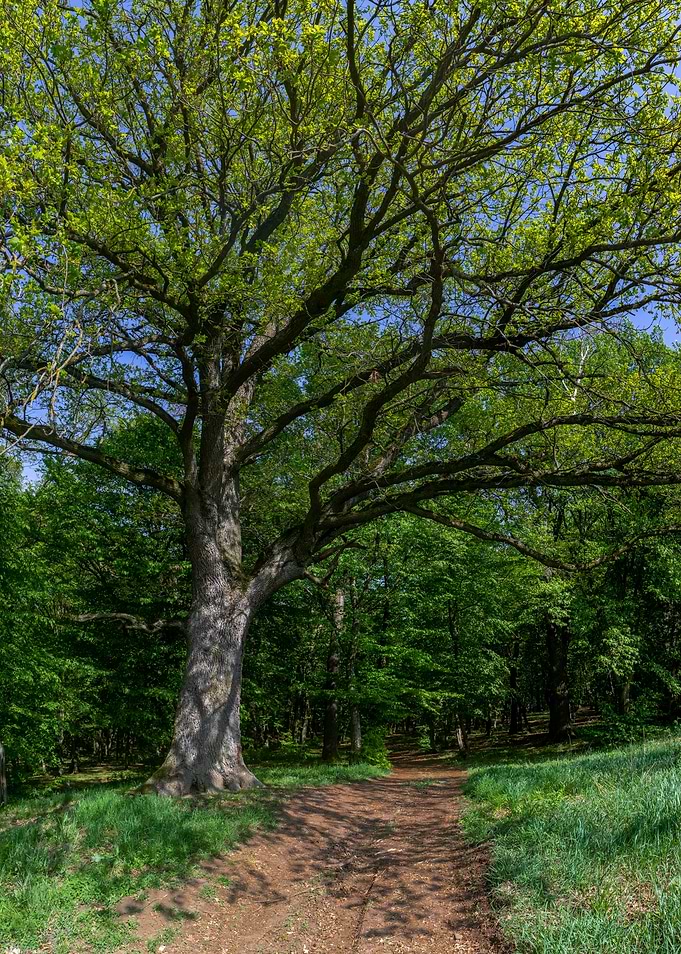 Large tree in a green forest