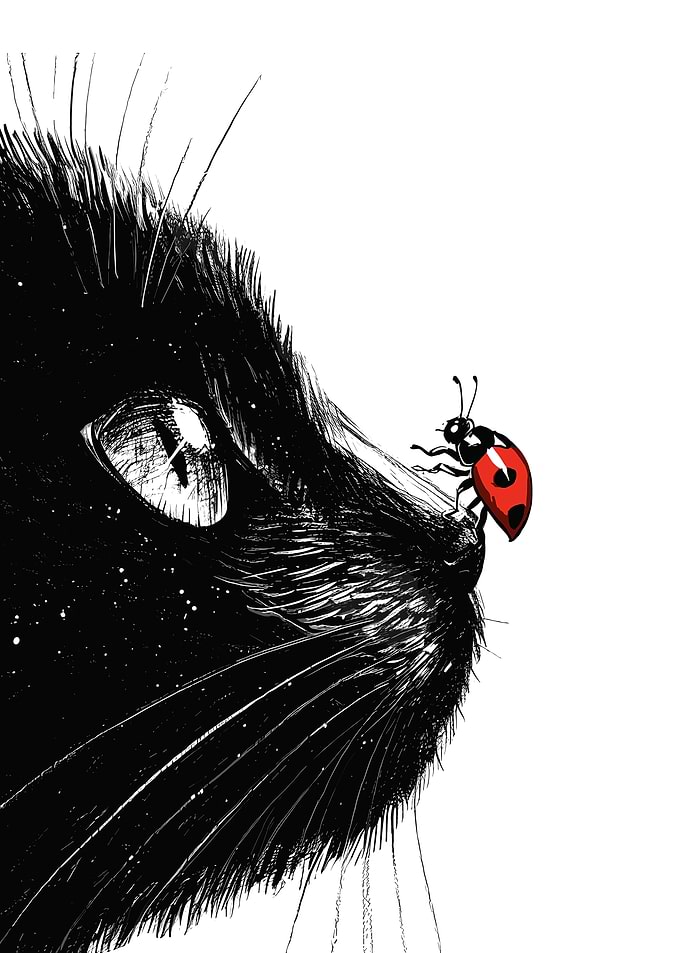 Black Cat and Ladybug Illustration