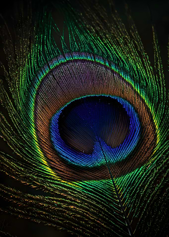 Peacock Feather Close-Up