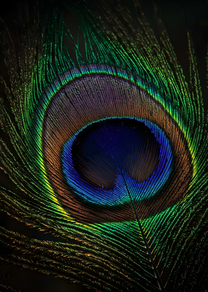 Peacock Feather Close-Up
