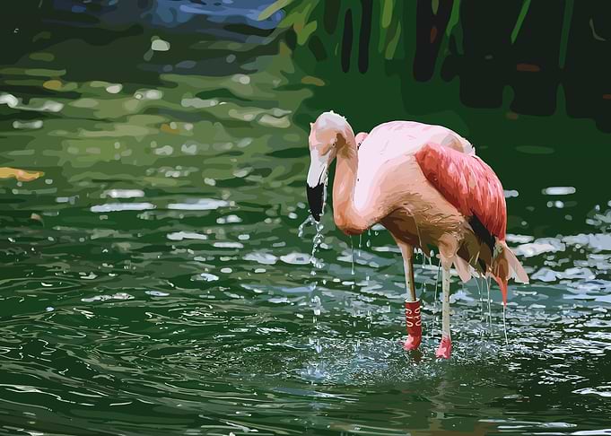 Flamingo in Water
