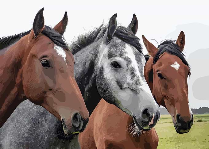 Three Horses Portrait