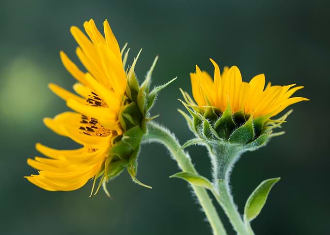 Two Sunflowers in Bloom