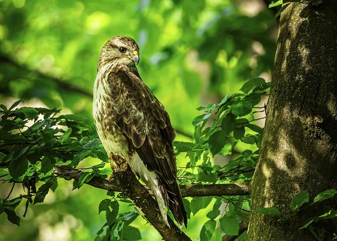 Common buzzard (Buteo buteo) on Branch in Forest