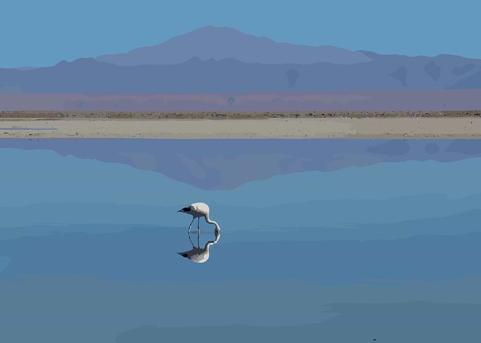 Flamingo in Water with Mountain Backdrop