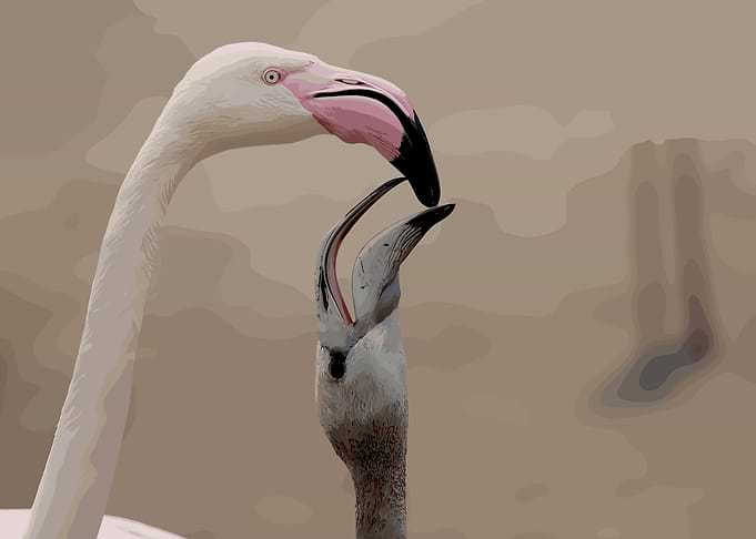 Flamingo Feeding Young