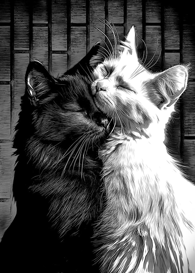 Yin and Yang Cats