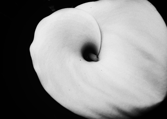 Calla Lily in Black and White