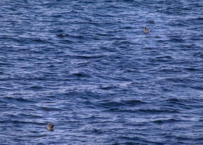Bobbin' Seals