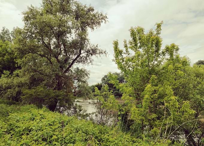 Lush Green Riverside Landscape