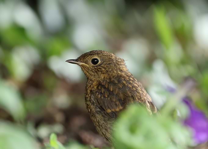 Young Robin in Green Foliage