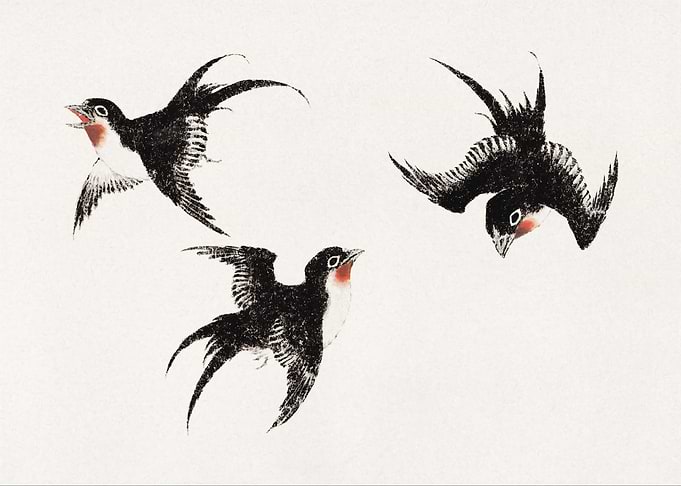 Swallows in Flight Illustration