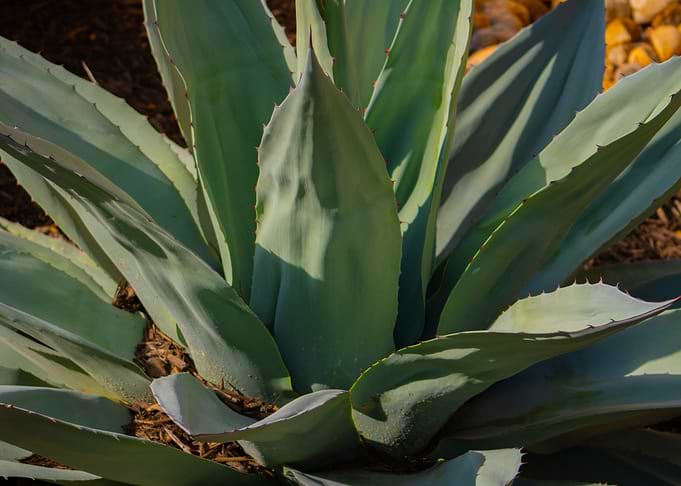 Agave Plant Close-Up