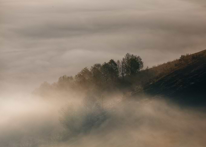 Misty Mountain Trees