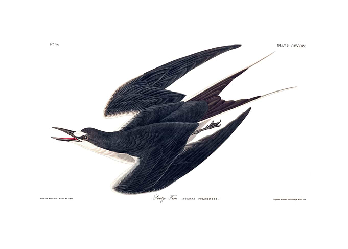 The Birds of America - Sooty Tern