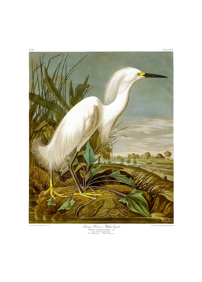 The Birds of America - Snowy Heron or White Egret