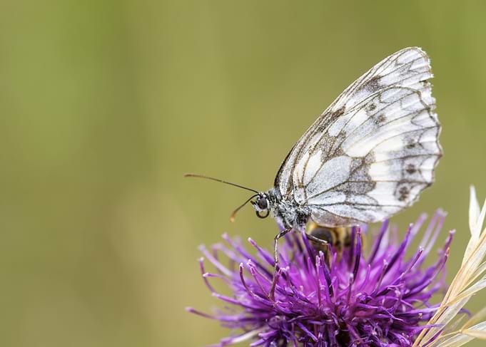 Marbled White Butterfly on Purple Flower