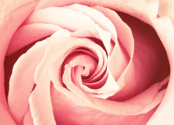 Close-up of a Pink Rose