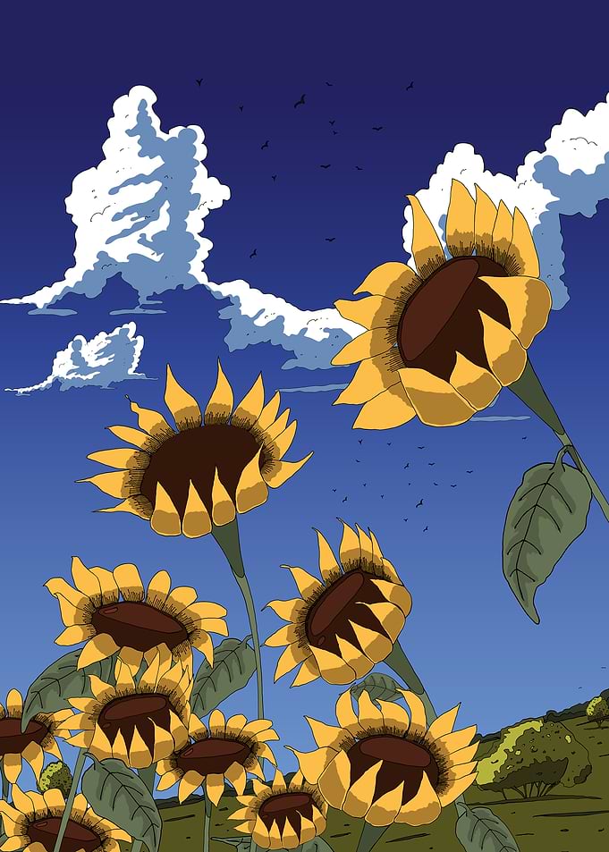 Sunflowers under a blue sky