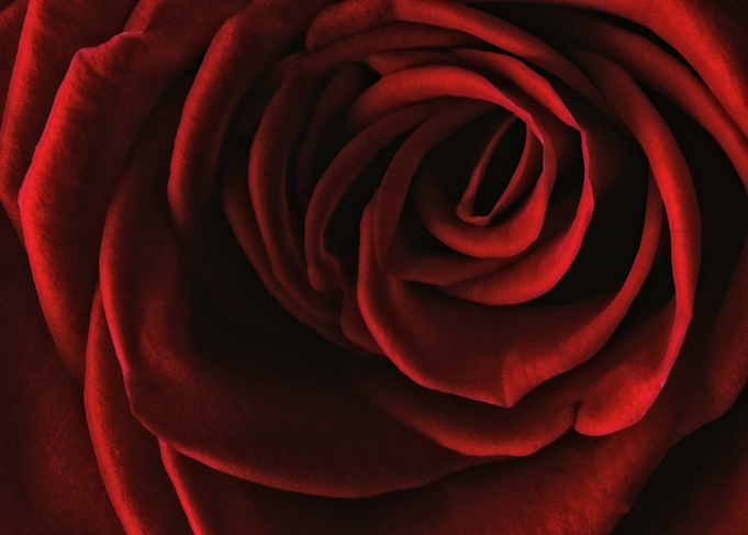 Close-up of a Red Rose