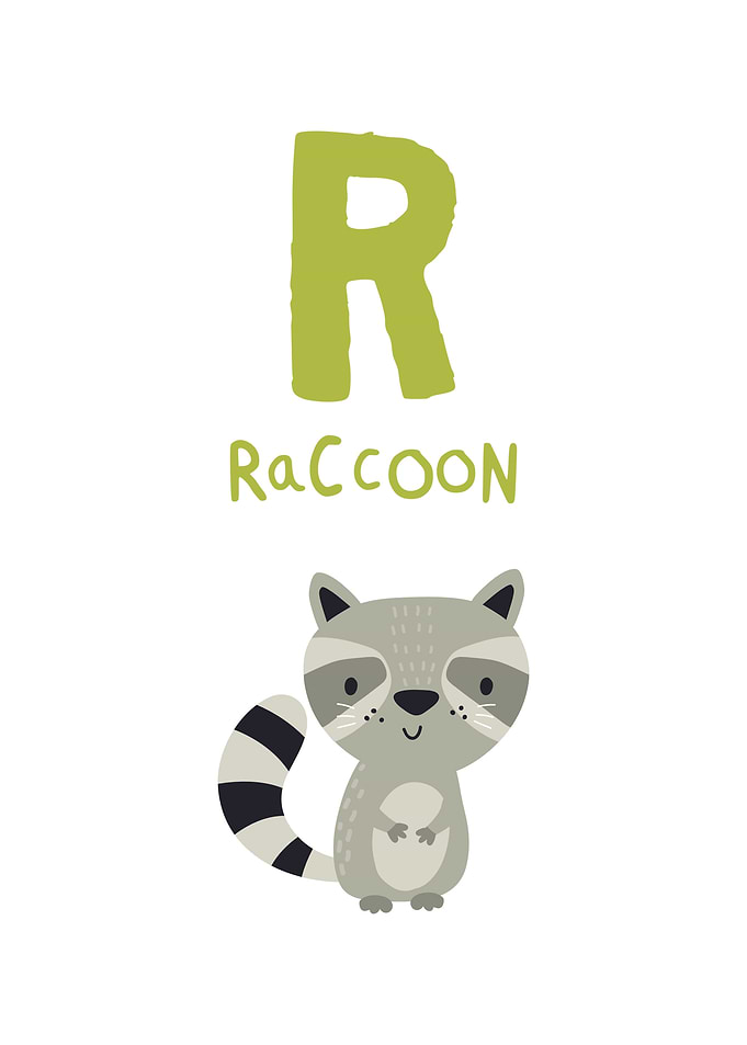 R is for Raccoon Illustration