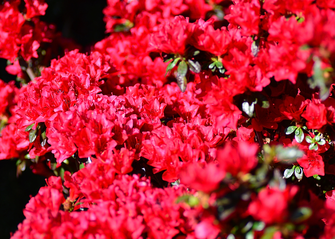 Red Azalea Bush in Full Bloom