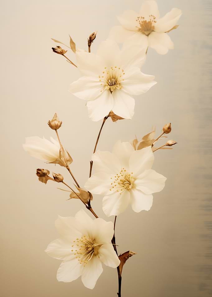 Delicate White Flowers