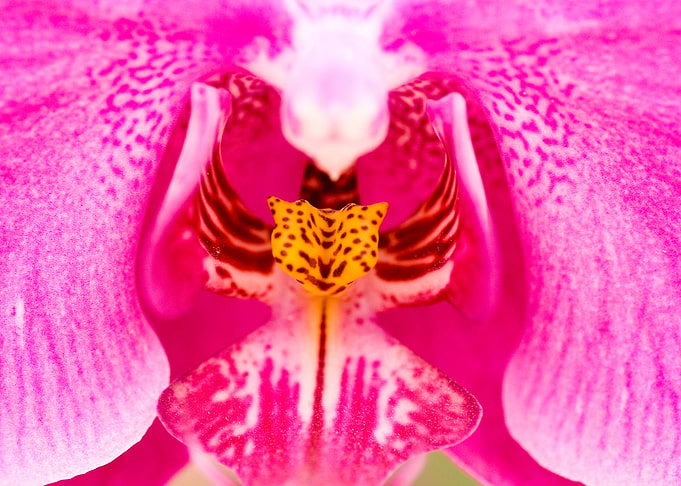 Close-up of a Pink Orchid Flower