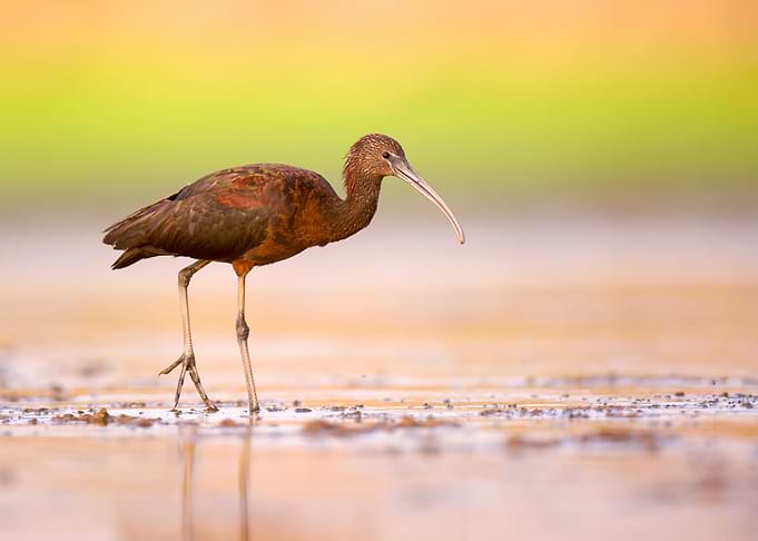 Glossy Ibis (Plegadis falcinellus) in shallow water