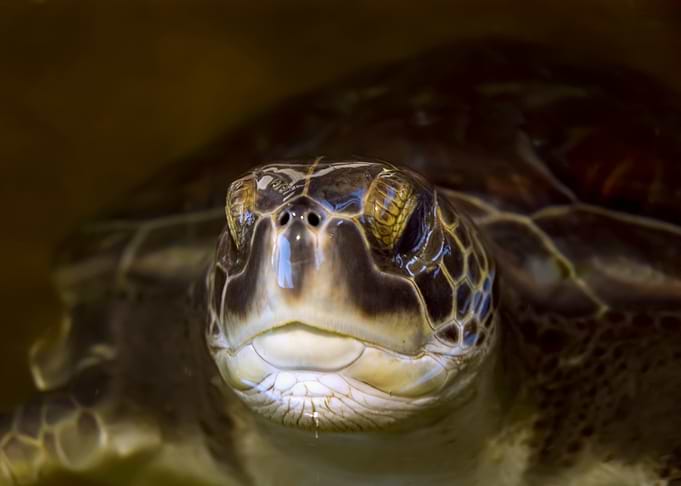 Sea Turtle Portrait