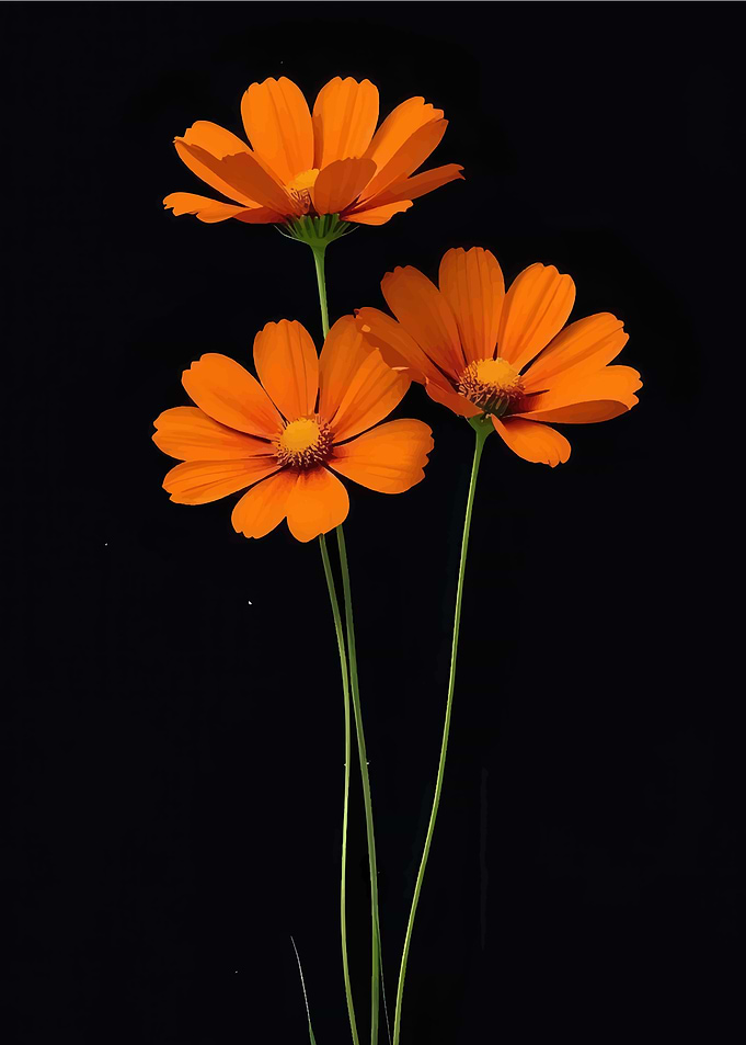 Orange Cosmos Flowers on Black Background