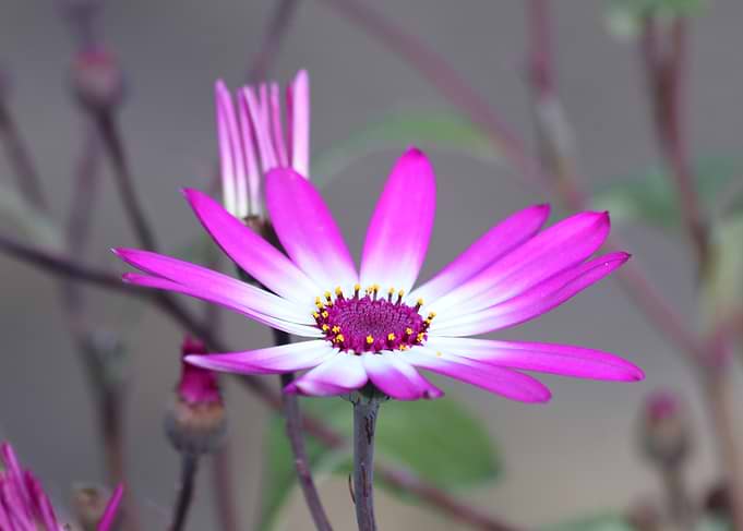 Pink and White Osteospermum Flower