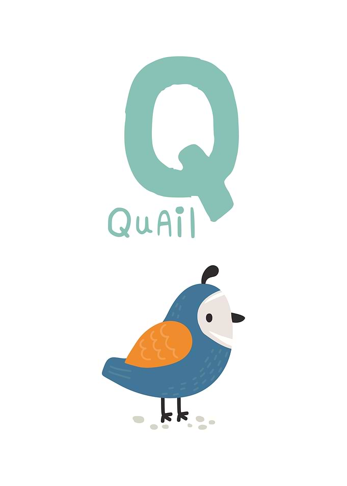 Quail and the letter Q