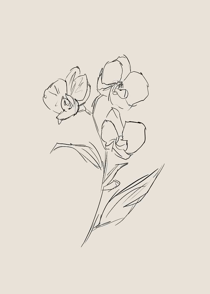 Orchid Line Art