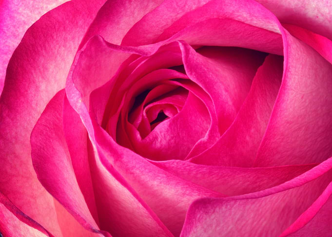 Close-up of a Pink Rose