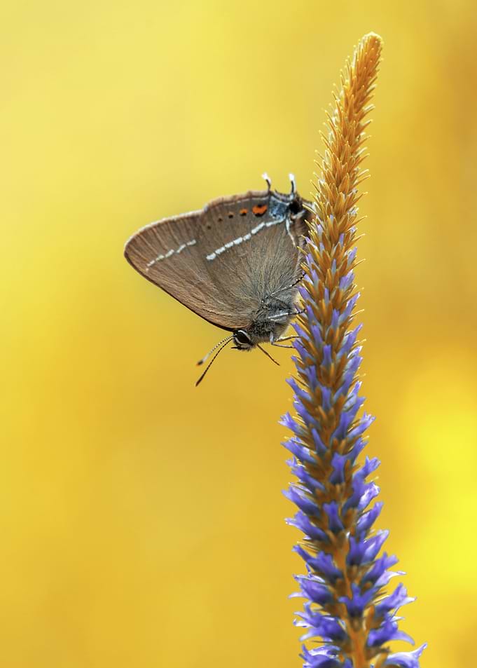 Butterfly on a Flower