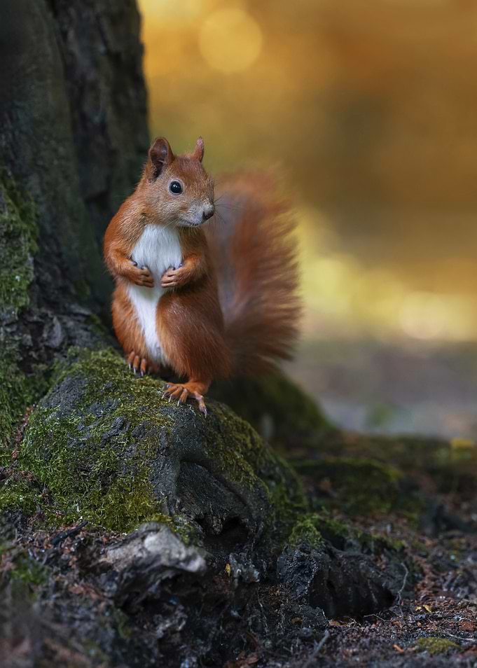 Squirrel on Mossy Tree Root