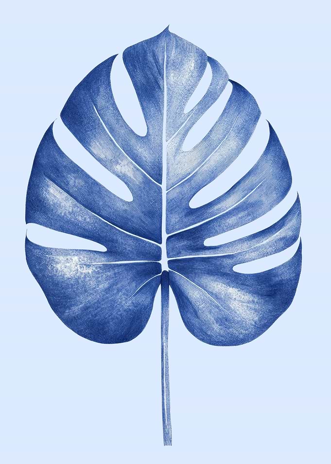 Monstera Leaf Blue Botanical Illustration | Indigo Monstera Poster