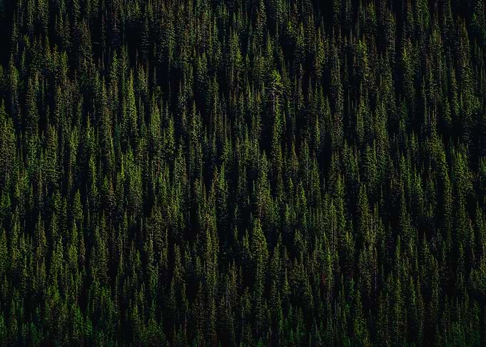 Dense Evergreen Forest Canopy