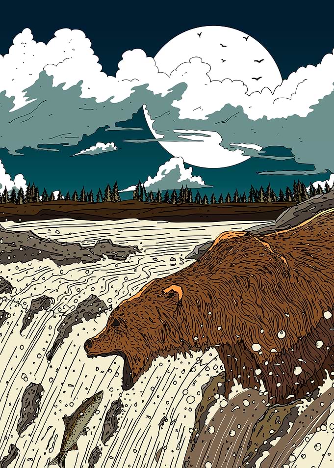 Bear catching salmon in river illustration