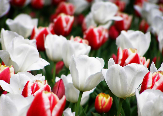 Red and White Tulip Flowerbed