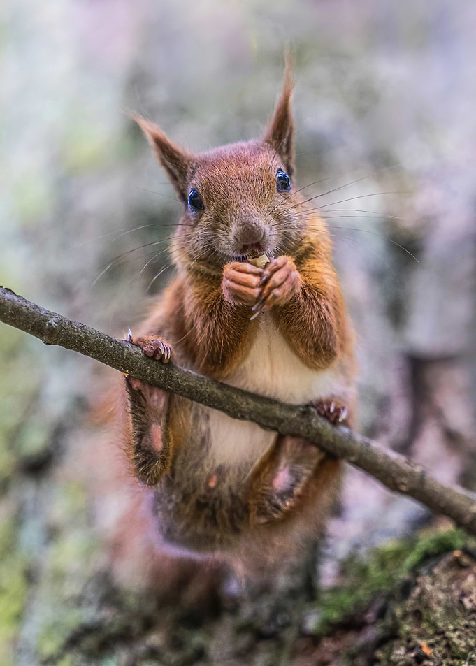 Squirrel eating on a branch