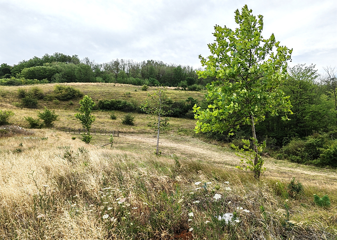 Green Tree in a Grassy Field
