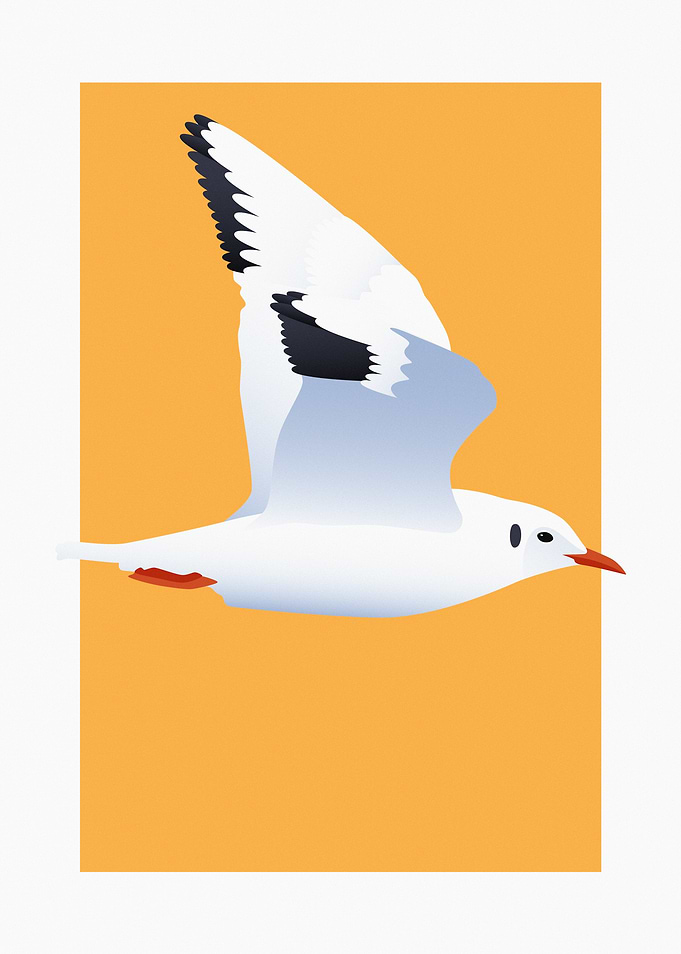 Flying Black-Headed Gull