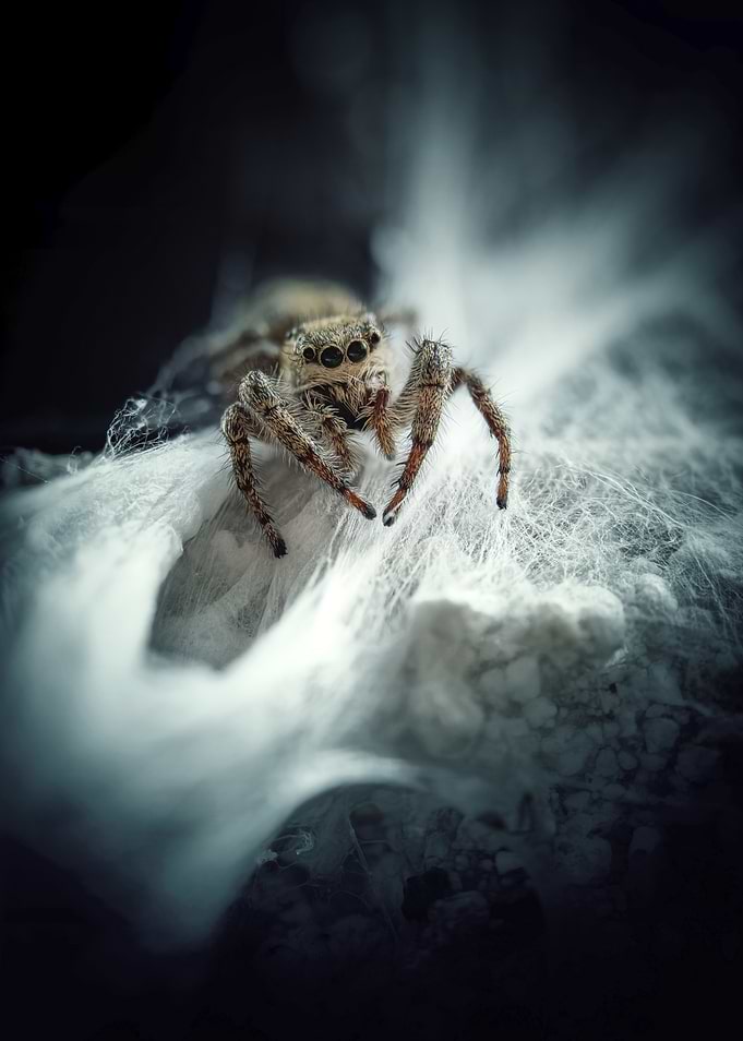 Spider on Web