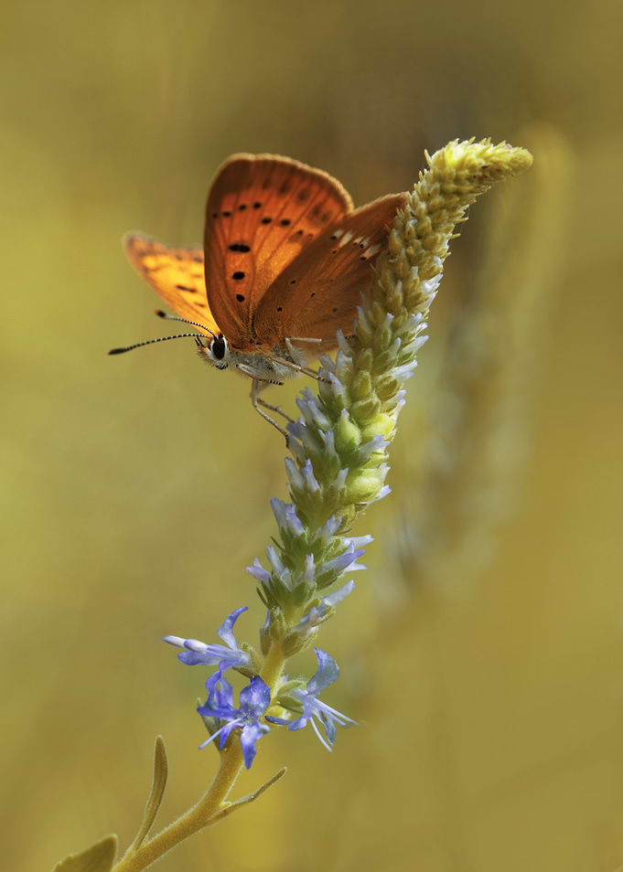 Butterfly on a Flower
