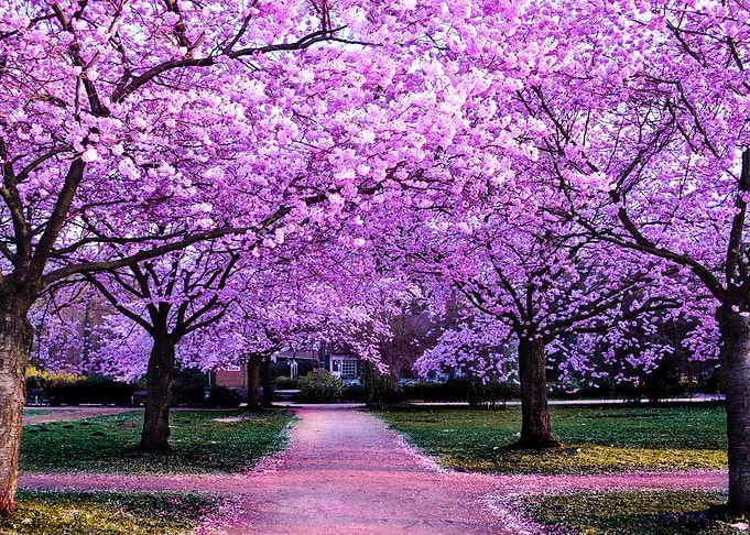 Cherry Blossom Path